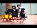 大型犬についてお話します！特徴や飼い方、可愛い点など