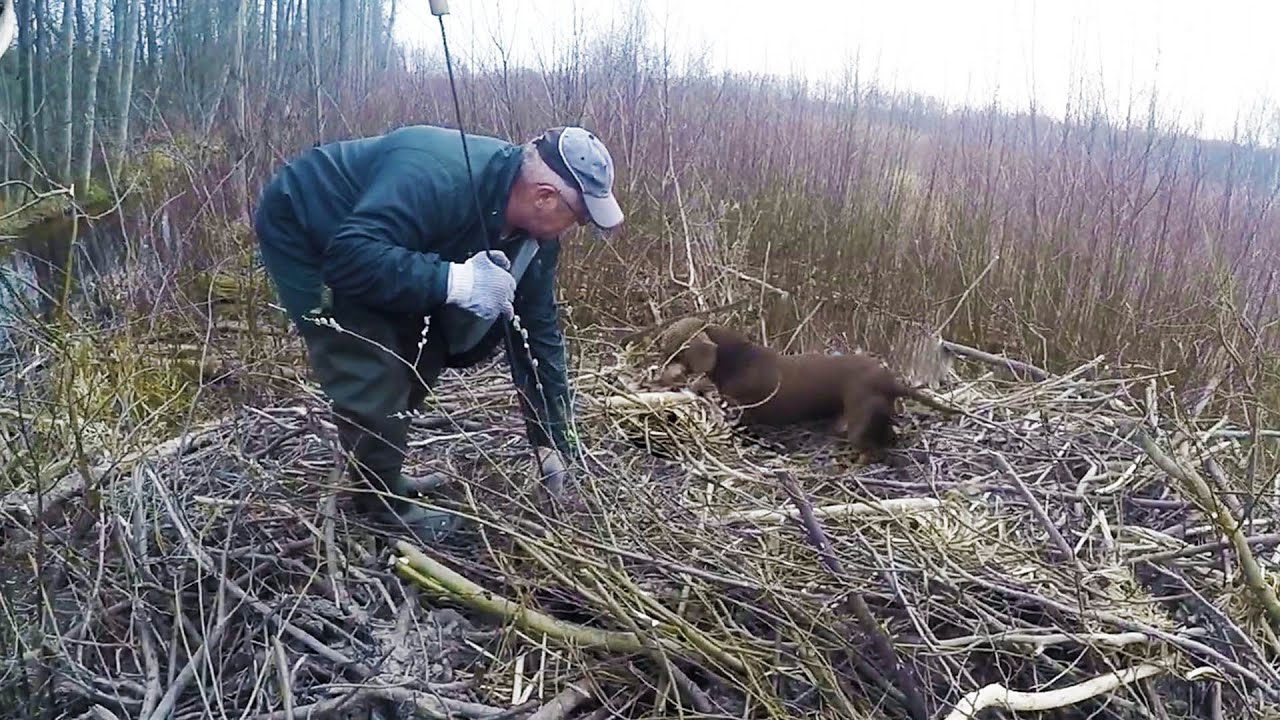 охота #29 на бобра с таксами