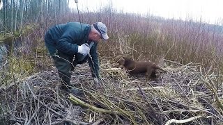 охота #29 на бобра с таксами охота #29 на бобра с таксами