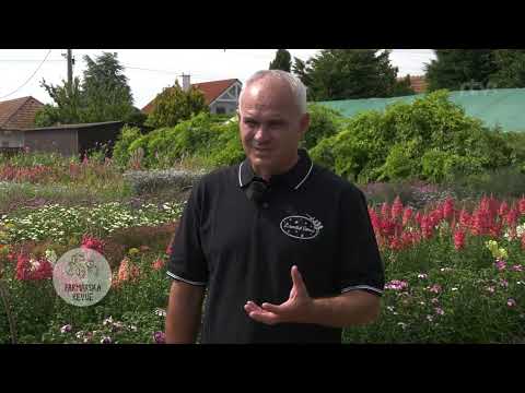 Video: Pestovanie divokých kvetov: Ako založiť záhradu s divokými kvetmi
