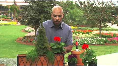 A Window Box for Any Season: Gardening Tips