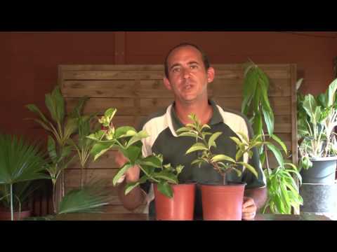 Vidéo: Allamanda Plant Care - Comment faire pousser des plantes d'intérieur trompette d'or