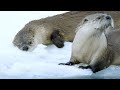Otter Behavior and Survival Skills