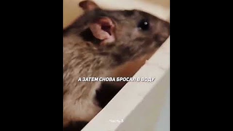 Эксперимент над крысами | Experiment on rats