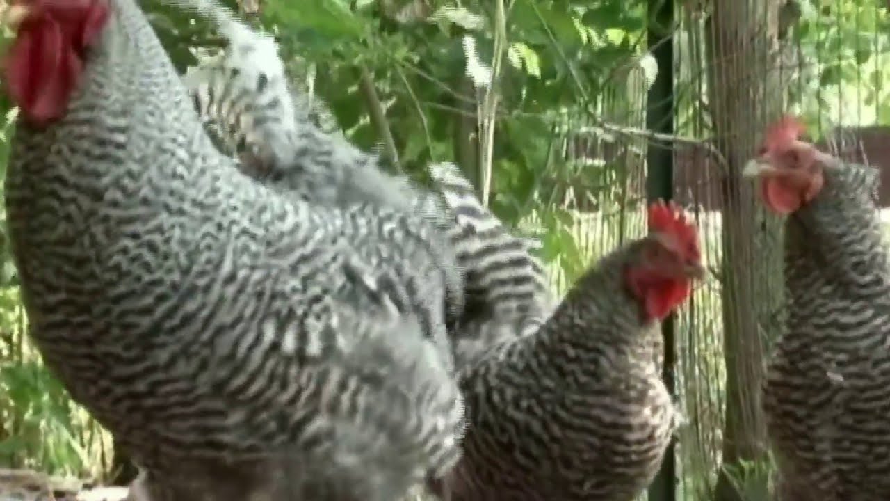 Backyard Chickens Linked To Salmonella Outbreak Youtube