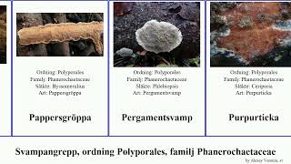 Svampangrepp, ordning Polyporales, familj Phanerochaetaceae fungus Other Rödvedsskinn Luddskinn