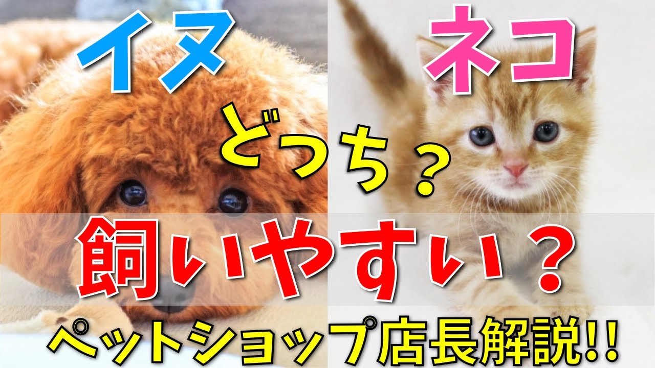 【徹底比較】結局イヌとネコどっちが飼いやすいのかを現役ペットショップ店長が解説! - YouTube