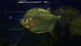 Gigantic Red Hooks look just like piranha!