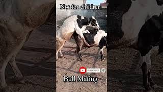 Natural Bull Mating with cow |