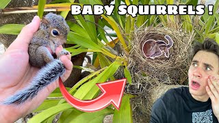 REUNITING LOST BABY SQUIRREL WITH HIS FAMILY ! by Jacob Feder 31,732 views 3 weeks ago 16 minutes