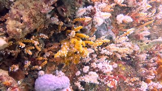 Living Seas of Sydney:  Shark Point, Clovelly.  Beautiful Ferns, Sponges, Rays..... & Sharks!