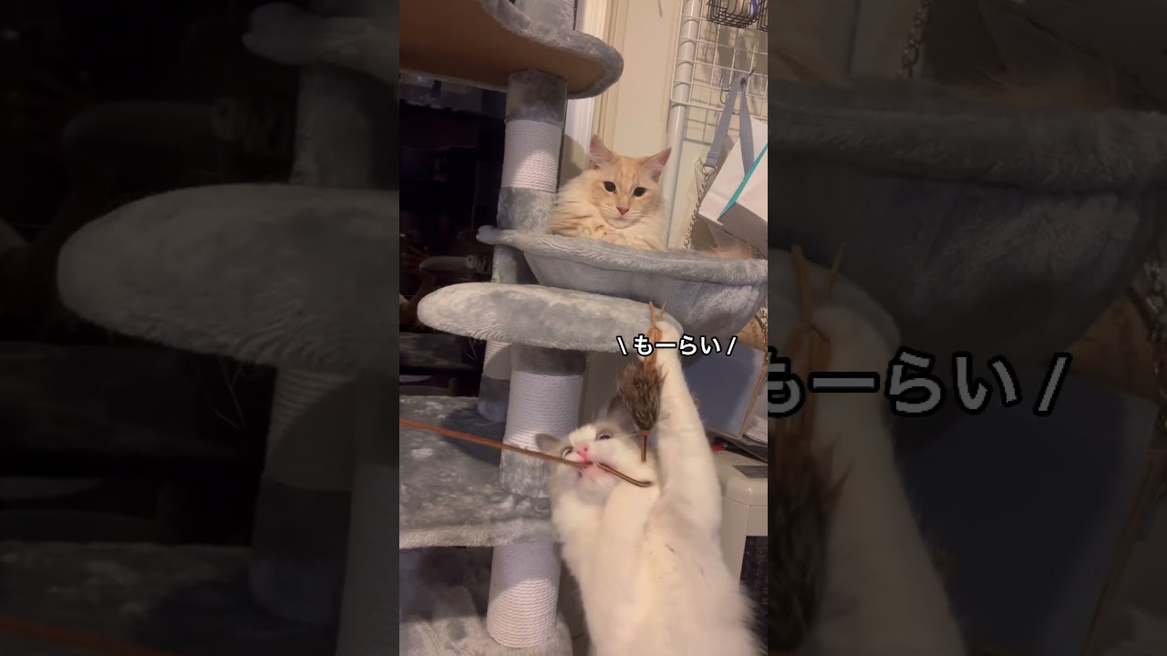 一瞬の出来事に悲しむ猫 Youtube