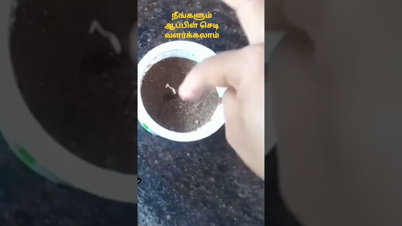 Apple plant growth from Seed 