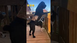 tinydog #dogvslion #fearlessdog #funny #viral #shorts #funnyanimals #trending #foryou #AInaughtydog