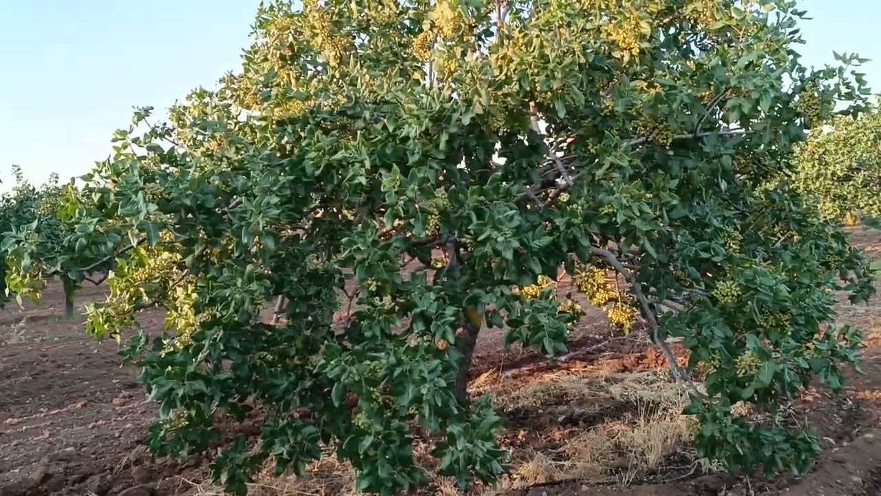Antep fıstığı meyve iç dolumu için sulama