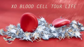 Blood Cell Tour Life (Hemostasis Rap) - Science Rap Academy