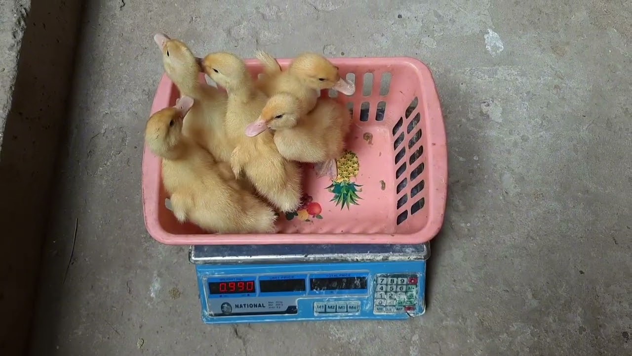 وزن البط الفرنساوي البيور عمر 9 ايام