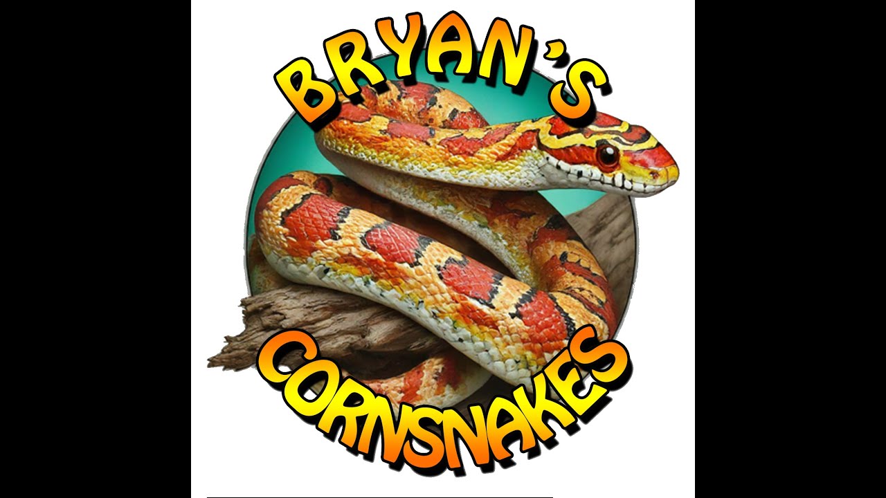 Cornsnake Deep Dive - Nutritional Values of Mice, Rats & Multi's (ASF)