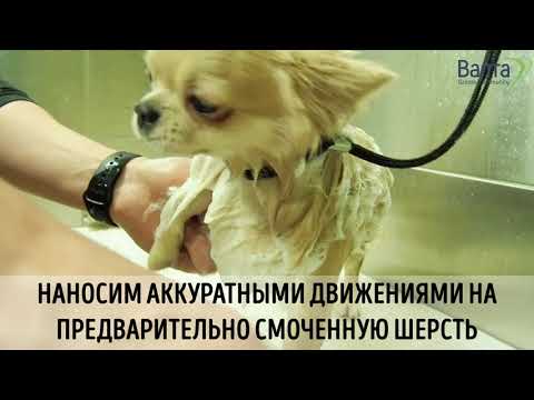 Применение шампуня и бальзама Iv San Bernard Traditional Line Банан для среднего типа шерсти