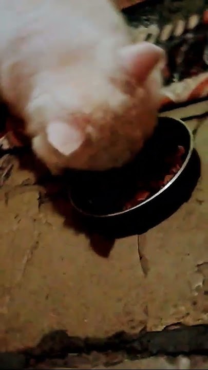 my-persian-cat-eat-his-food-youtube