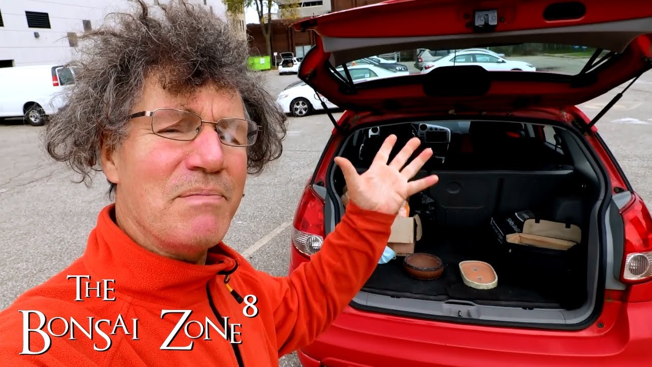 KW Bonsai Trunk Sale and Inspiration, The Bonsai Zone, Oct 2021