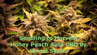 From Seedling to Harvest - Honey Peach Auto CBD by Sweet Seeds