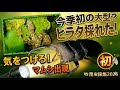 【2026】今季初の大型?ヒラタ採れた!【マムシがもう出てる】【樹液採集】