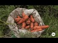 Recomendaciones para el cultivo de zanahoria: temperatura, suelo y textura - La Finca De Hoy