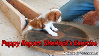 Puppy Report: Sherlock's Exercise