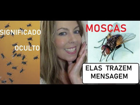 Vídeo: Por que as moscas pousam em humanos? O que os atrai?