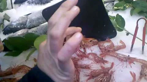 Spotted shimp picked up by Laura