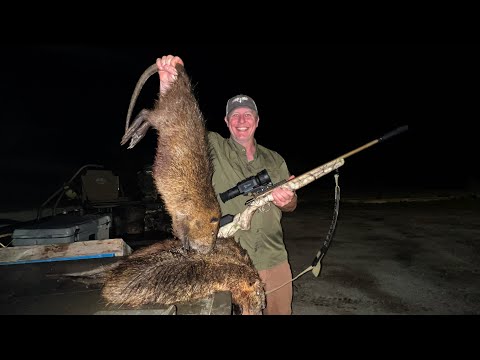 Louisiana Nutria Rats With Thermals. 3 Hogs In A Trap.