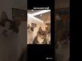 funny video/king edits