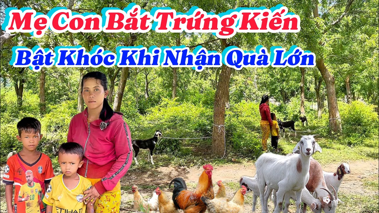 Bất Ngờ. Cô Gái Bắt Trứng Kiến Nuôi Cả Gia Đình, Nhận MÓN QUÀ LỚN NHẤT CUỘC ĐỜI… | 650