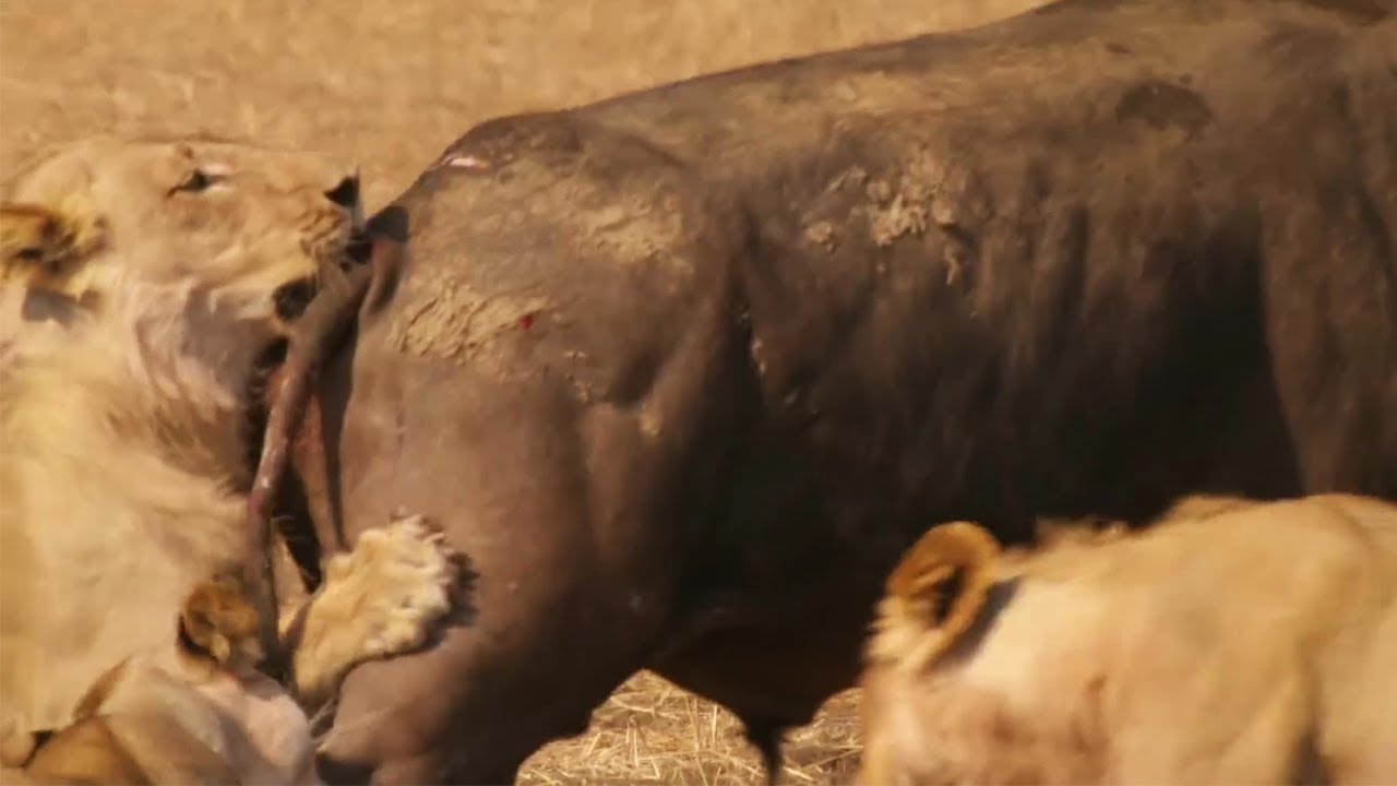 ⁣Epic Battle Between Lions and Bull | The Hunt | BBC Earth