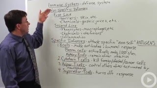 Immune System(HD)