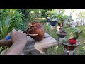 How to start a coconut bonsai in a simple way..