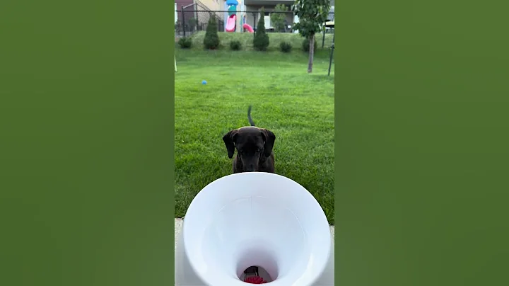 Crazy Dachshund Playing Fetch Outside with Automatic Ball Launcher | Funny Dog Shorts