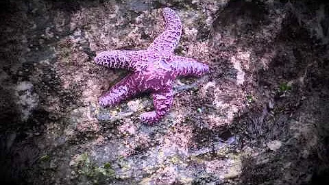 Quick Adventure on the Oregon Coast | Martha Koenig