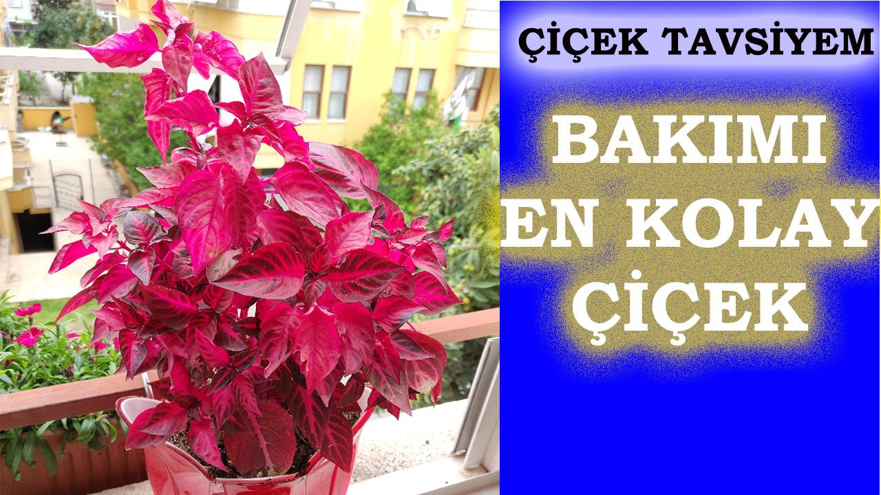 ÇİNGENE ŞALVARI BAKIMI VE ÇOĞALTILMASI, ÇİNGENE ŞALVARI ÇİÇEĞİ, İresine Herbstii Plant Care