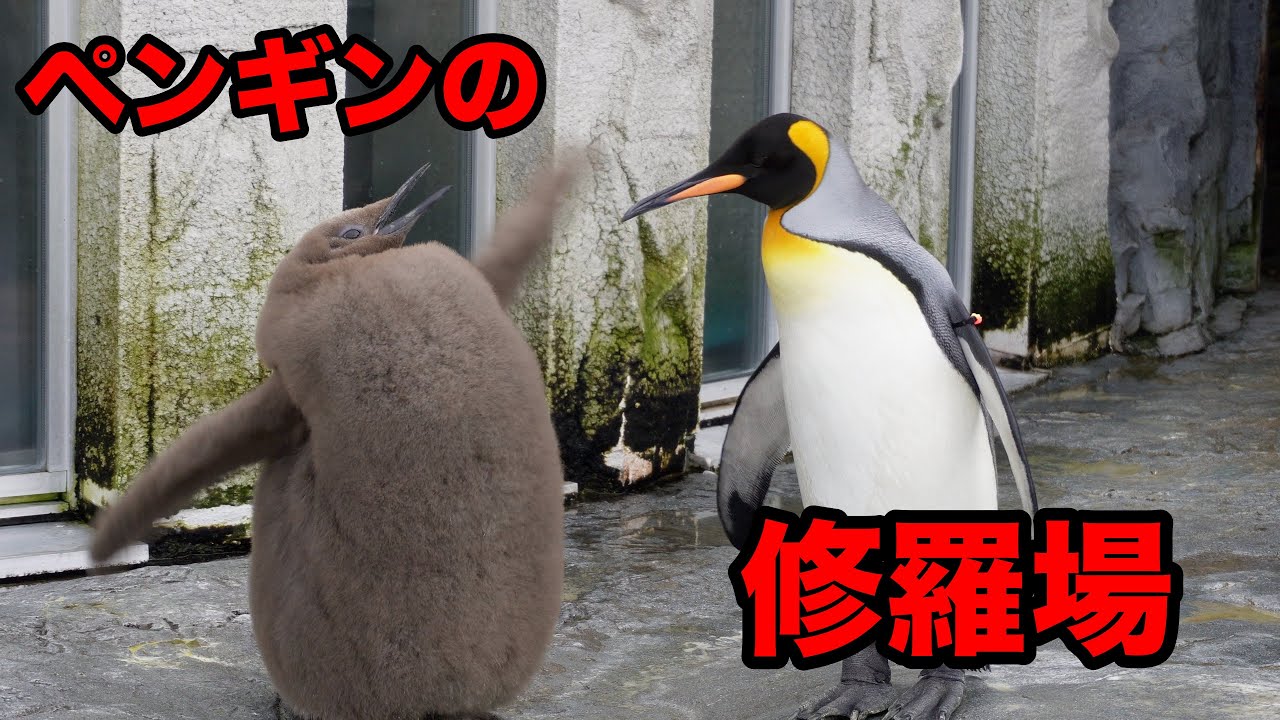 修羅場！！ペンギンの喧嘩！！ - YouTube