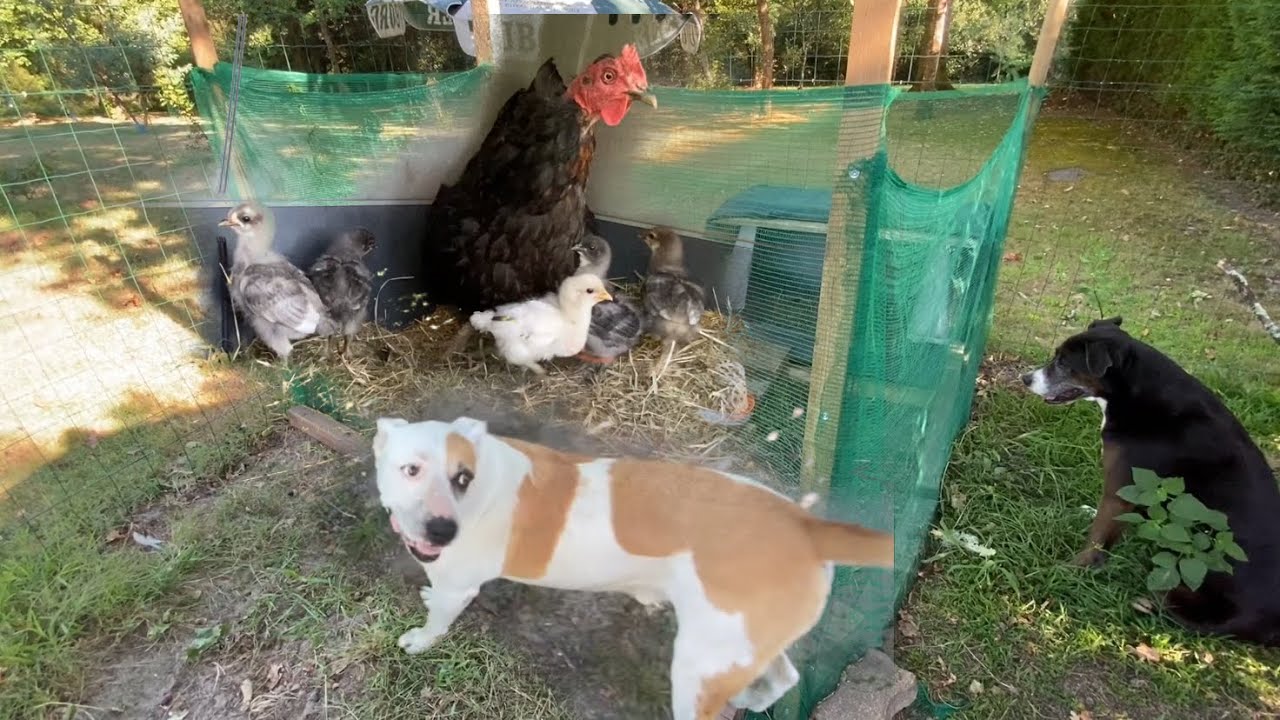 2 PITBULLS SURVEILLENT LES POUSSINS EN PLEINE ÉVOLUTION DANS LEUR NOUVEAU PETIT POULAILLER !!