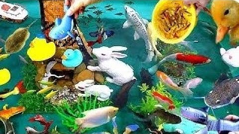 Các Con Vật Dễ Thương ] Rùa, Ếch, Gà Vịt Cá Trê lớn Khổng lồ, Bắt Cá, Con Cá, Mèo Con