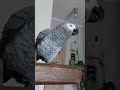 papuga żako klnie