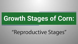 Growth Stages of Corn: Reproductive Stages