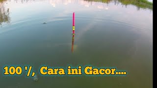 Cara Mancing Ikan Bandeng paling gacor, Dan umpanya