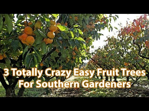 Video: Southern Fruit Trees: Lær om frukt du kan dyrke i sør