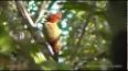 The Fascinating World of Woodpeckers ile ilgili video