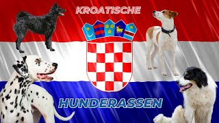 Kroatische Hunderassen - Diese 7 Rassen kommen aus Kroatien by Hunderassen aus aller Welt 267 views 1 year ago 40 seconds