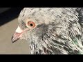 #Pigeons.Принудительная побежка молодых голубей.